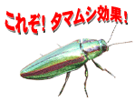 ꂼ^}V