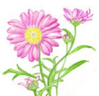 �}�[�K���b�g