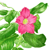 �f�B�v���f�B�A