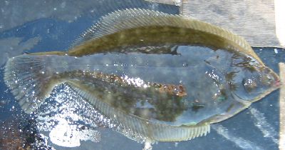 �A�N�A���C���E�C�ق���