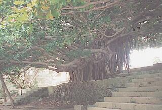 ����Â����ȑ傫�ȃK�W���}���̖�