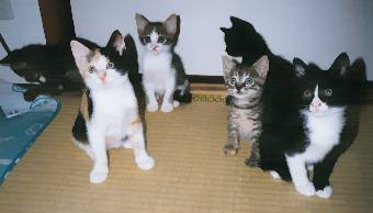 �݂�Ȃ����������ā`�A�n�C�A�`�[�Y��