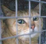 �L�W�����