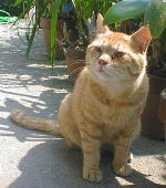 �`���g������