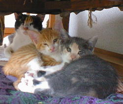 �����ƃg���������̃}�}�ɂ��