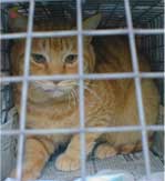 �`���g������