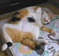 �܂��͊�{�^