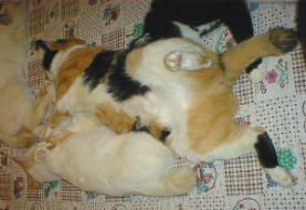 �Ƃ��Ƃ���