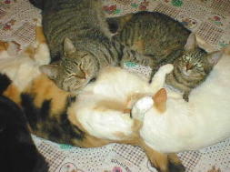 ��҂݂͂�Ȃ̃I�A�V�X