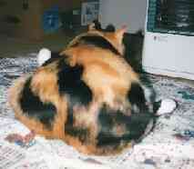 ����ȃ~�C�o����́E�E�E