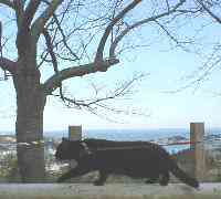 ����ȂƂ������ď��ɕ������