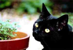 ����L���b�g�~���g����D���Ȃ�