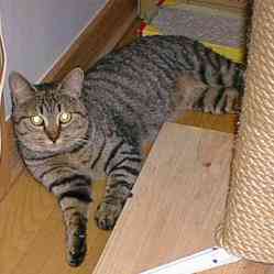 �����V�N�ɂ��