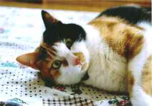 �ɂ�ɂ��ɂ����ɂ�`�H