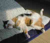 �ӂӂ��`�A�����C����