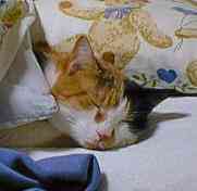 �}�}�A�������C�ɂȂ��ɂ�A�ނɂ�ނɂ�