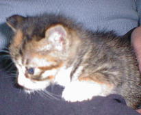 �����Ƃ���