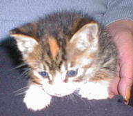 ���Ђ����������ł���