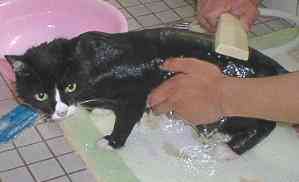 �Ȃ�ł���ȖڂɁE�E