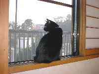 �Ȃ񂾁H�����