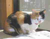 �Ȃ��Ȃɂ��