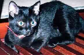 �����V�N�ɂ��