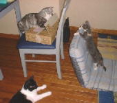 �V�т����ł���[