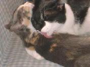 �������������ǂ��ł����ˁ�