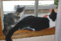 �������߂ł����