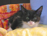 �`�C��p�̃x�b�h�ɂ����x