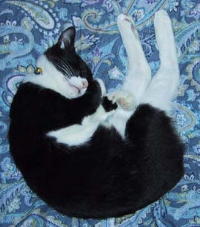 ����Ȃɑ傫���Ȃ�܂���(^O^)