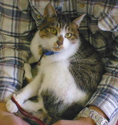 �ӂ�����t�N�����