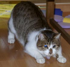 ���K�ӂ�ӂ�