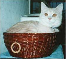 ���������C�ɓ����