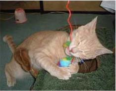 �񂪂�����