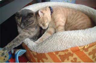 ���鎞�������|�[�Y�i�΁j