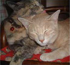 ���ꂢ�ɂ��Ă�����ɂ��