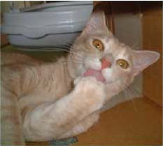 ���͉����ėV�ڂ����ɂ�A������