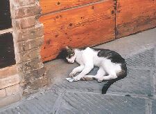 �ނɂ�ނɂ�ނɂ�