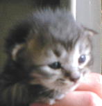 ����Ɩڂ��J���܂���