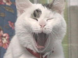 �����т�������