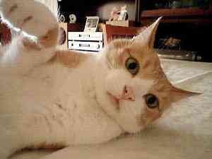 ����Ă�̑�D��(*^^*)