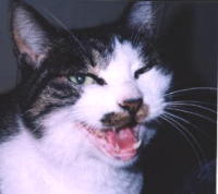 ���������e��!! ��낵���ɂ��