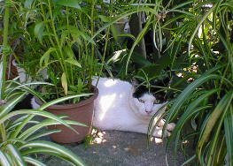 �����Ȃ��������