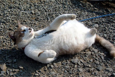 �킯�����ĕR���̃A�g������ł��B