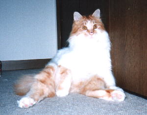 �����Ƃ肵��[����