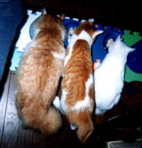 �ꏏ���ƃS�n�������������ˁ�