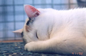 �����ۂ���񁙓V�g�̐Q��