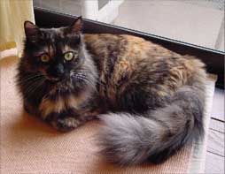 �S�`�W���X��