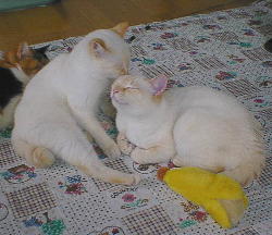 ����ɂ��